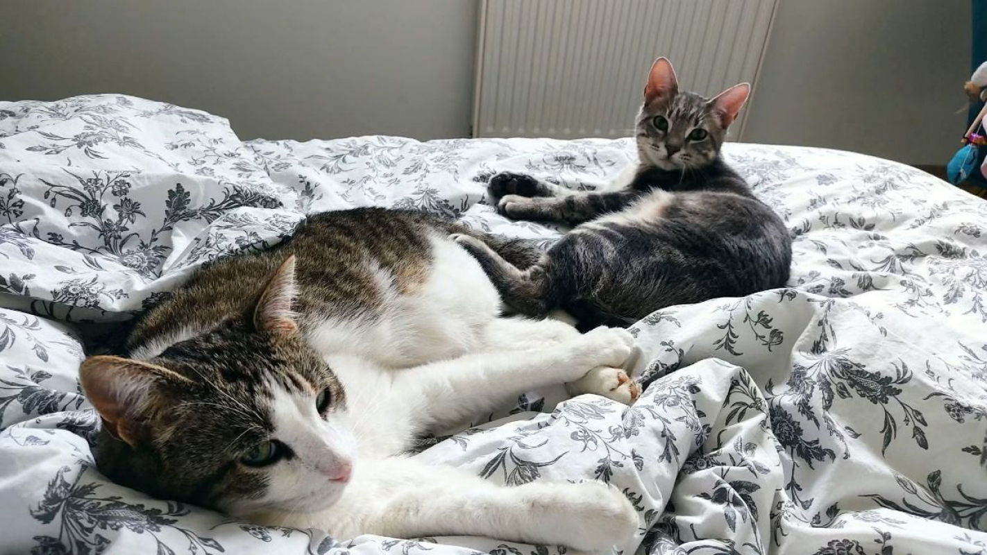 Ratinho - Chat à adopter - photo 5
