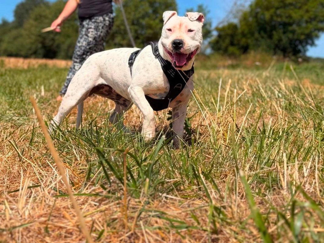 Palma - Chien Old English Bouledogue à adopter - photo 6