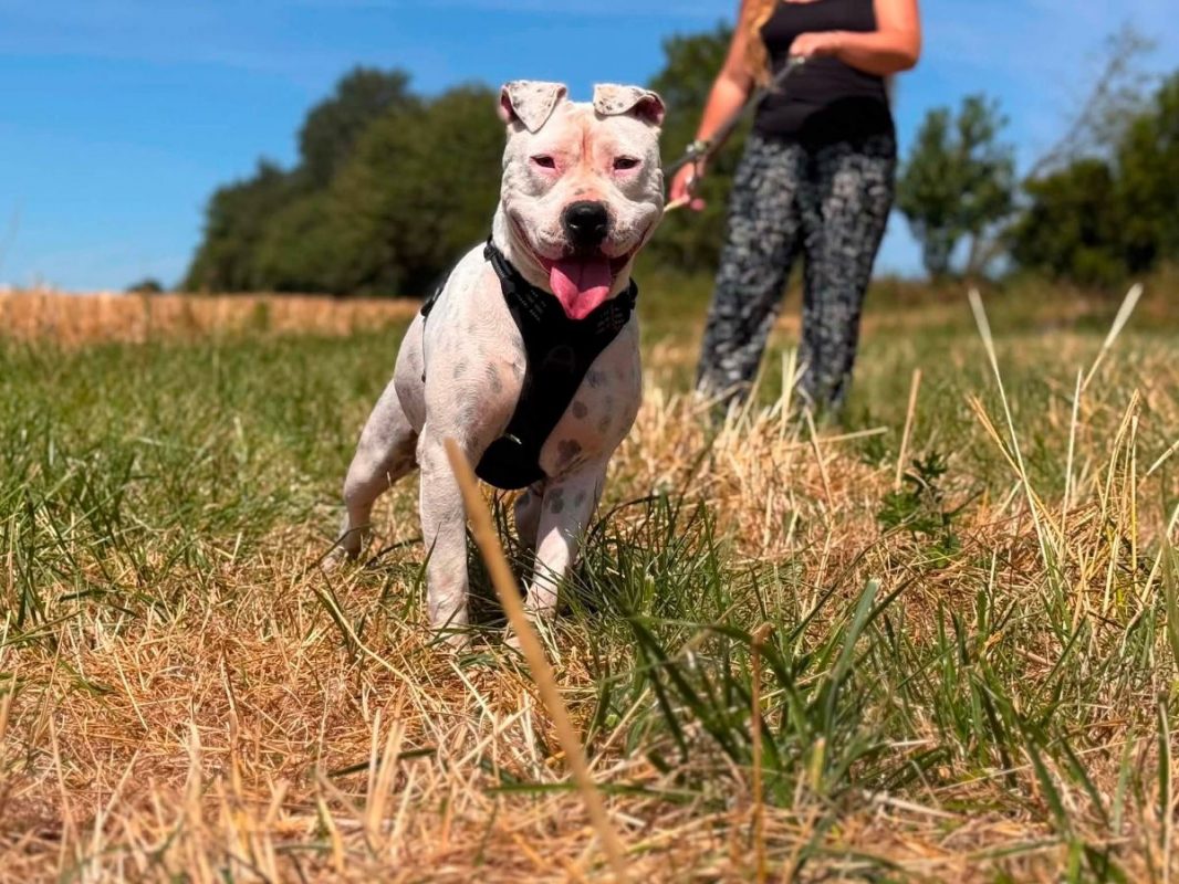 Palma - Chien Old English Bouledogue à adopter - photo 4