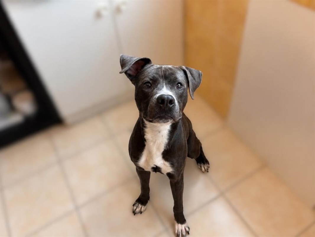AÏko - Chien à adopter