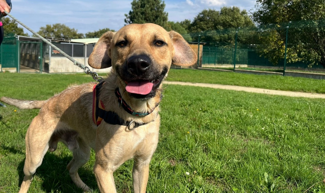 Photo de Simba réservé