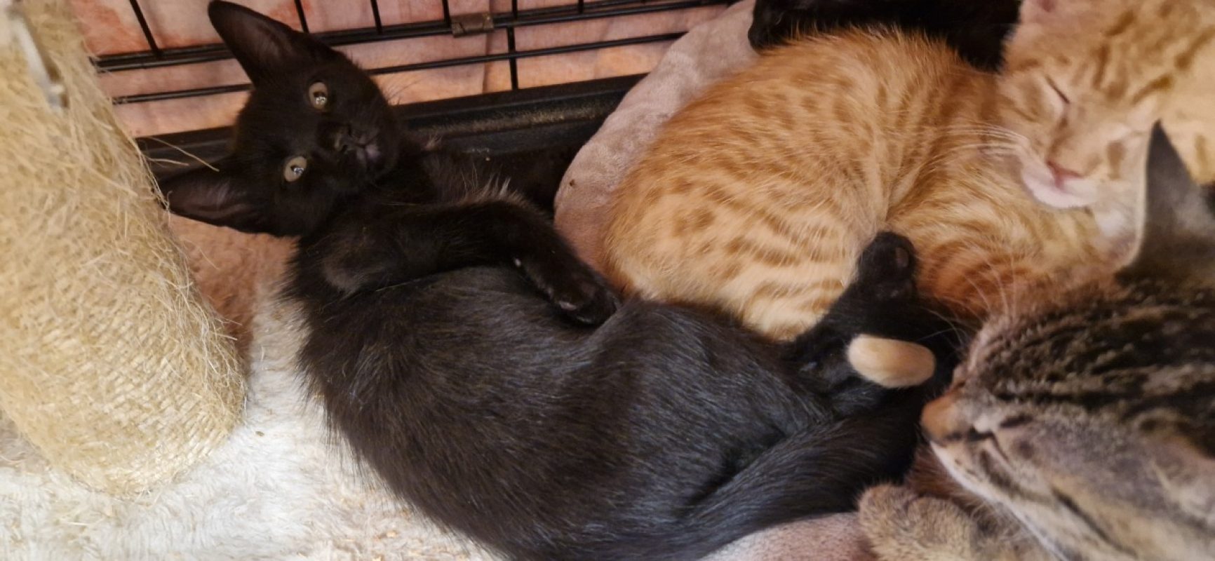 Nigelle - Chat Européen à adopter