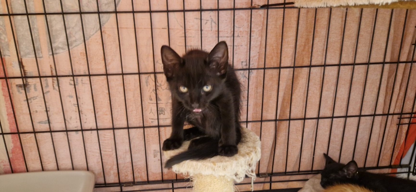 Nigelle - Chat Européen à adopter - photo 2
