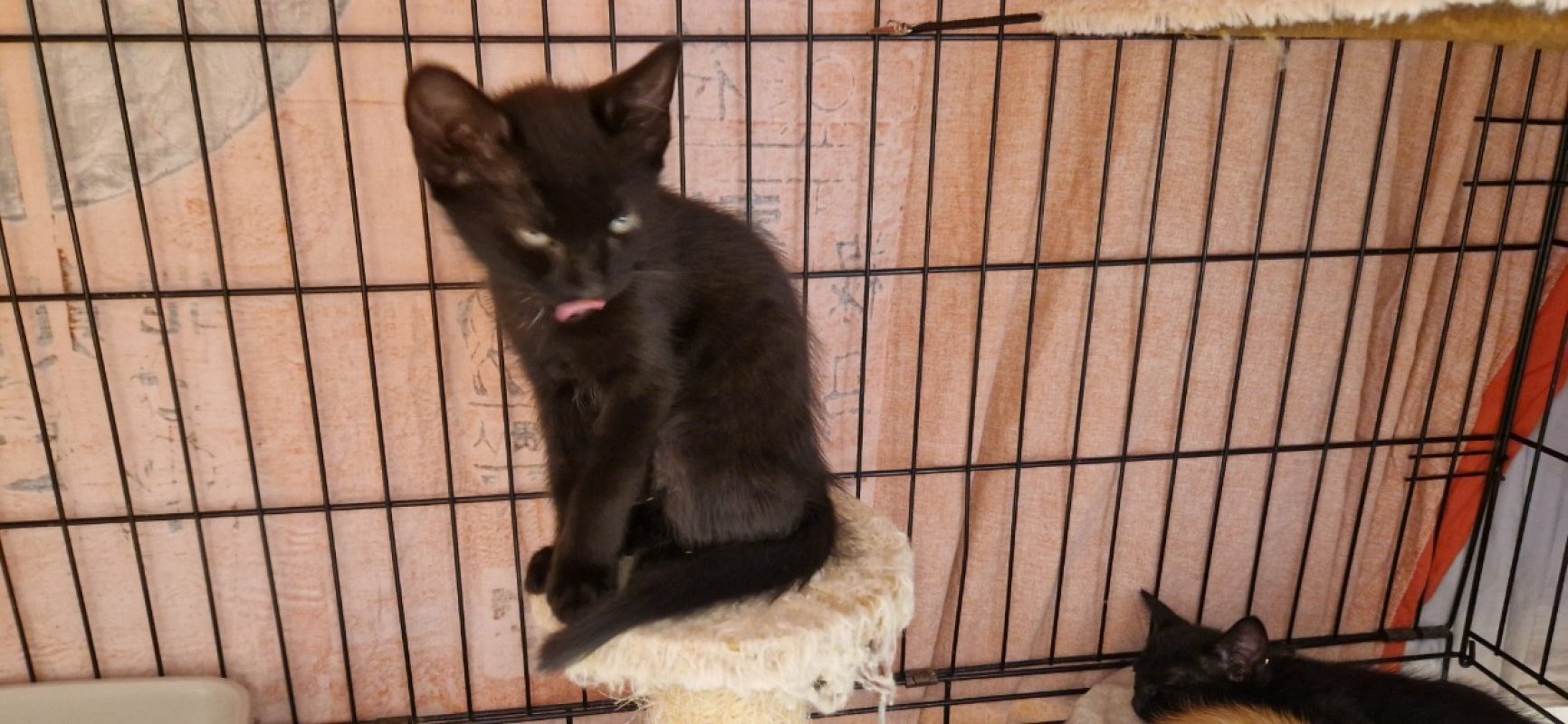 Nigelle - Chat Européen à adopter - photo 3