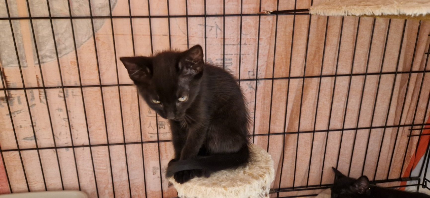 Nigelle - Chat Européen à adopter - photo 5