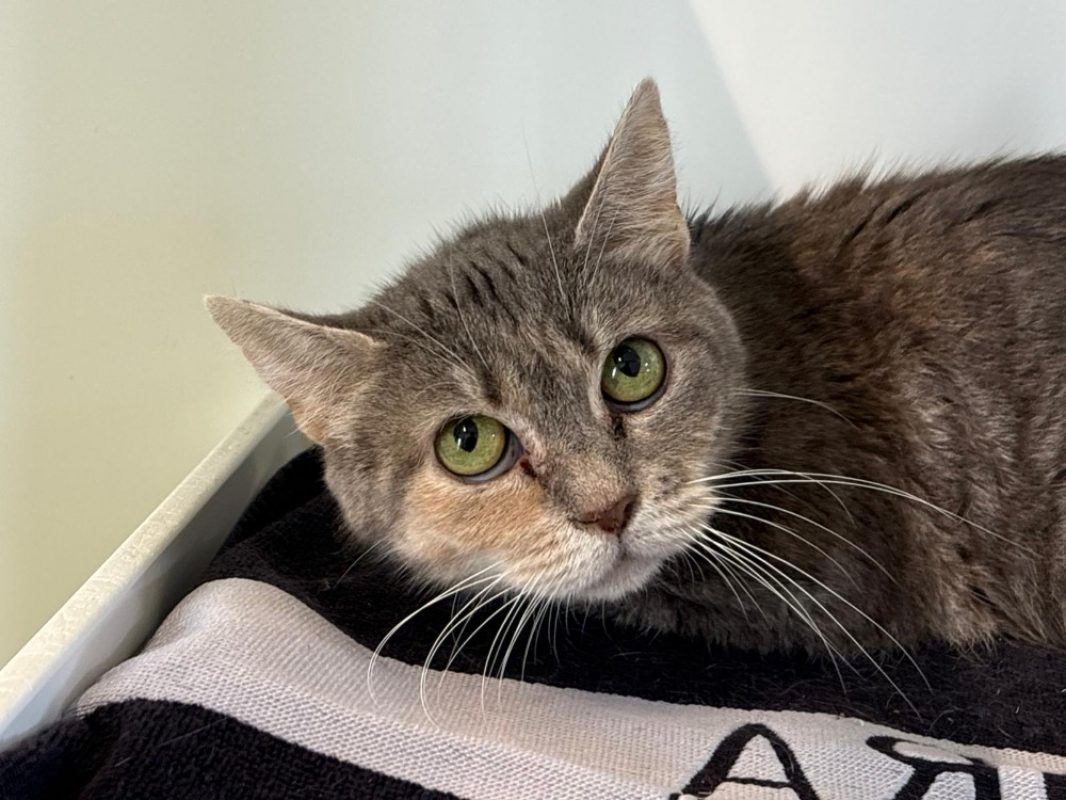 Eloma - Chat Européen à adopter