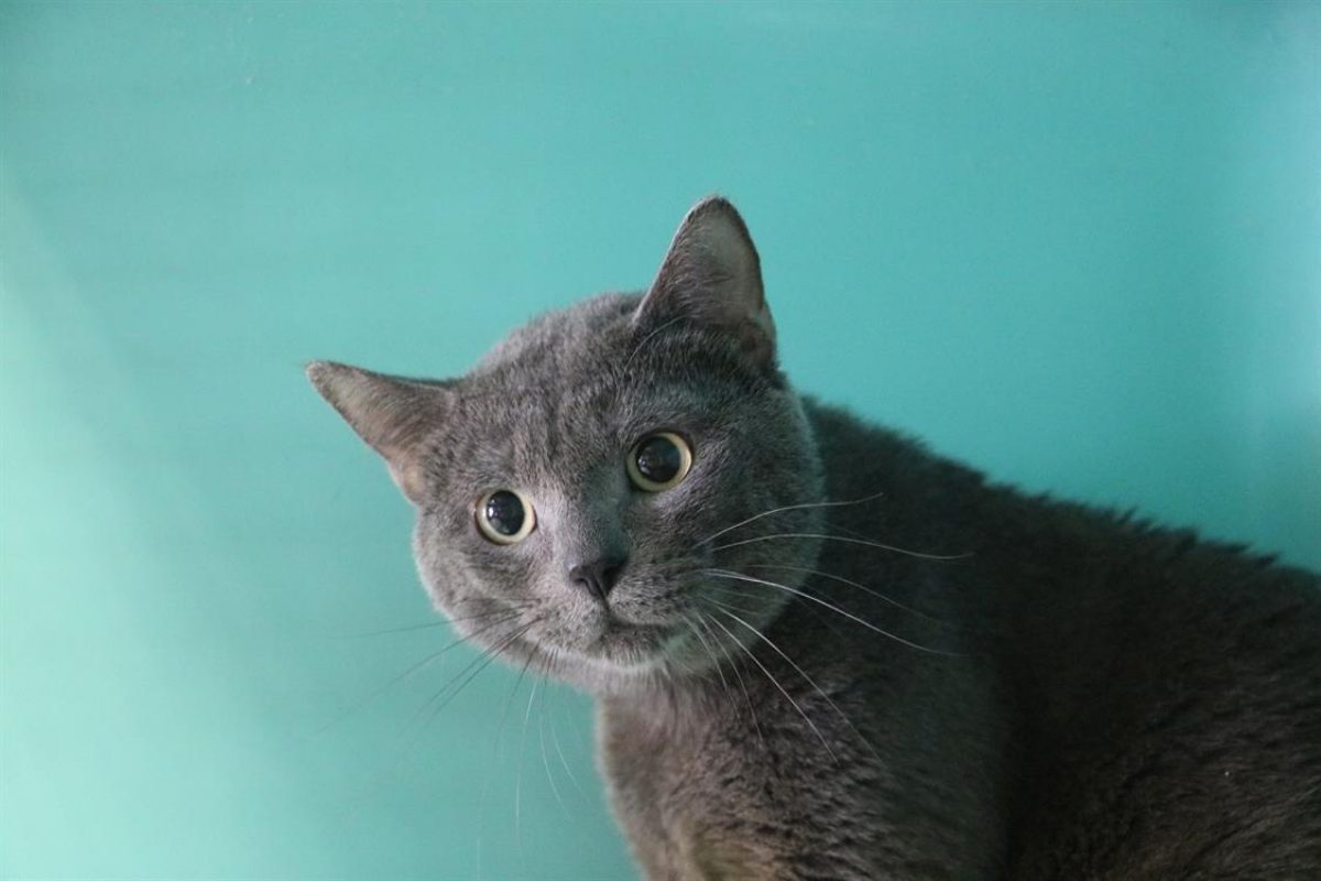 Diego - Chat Européen à adopter