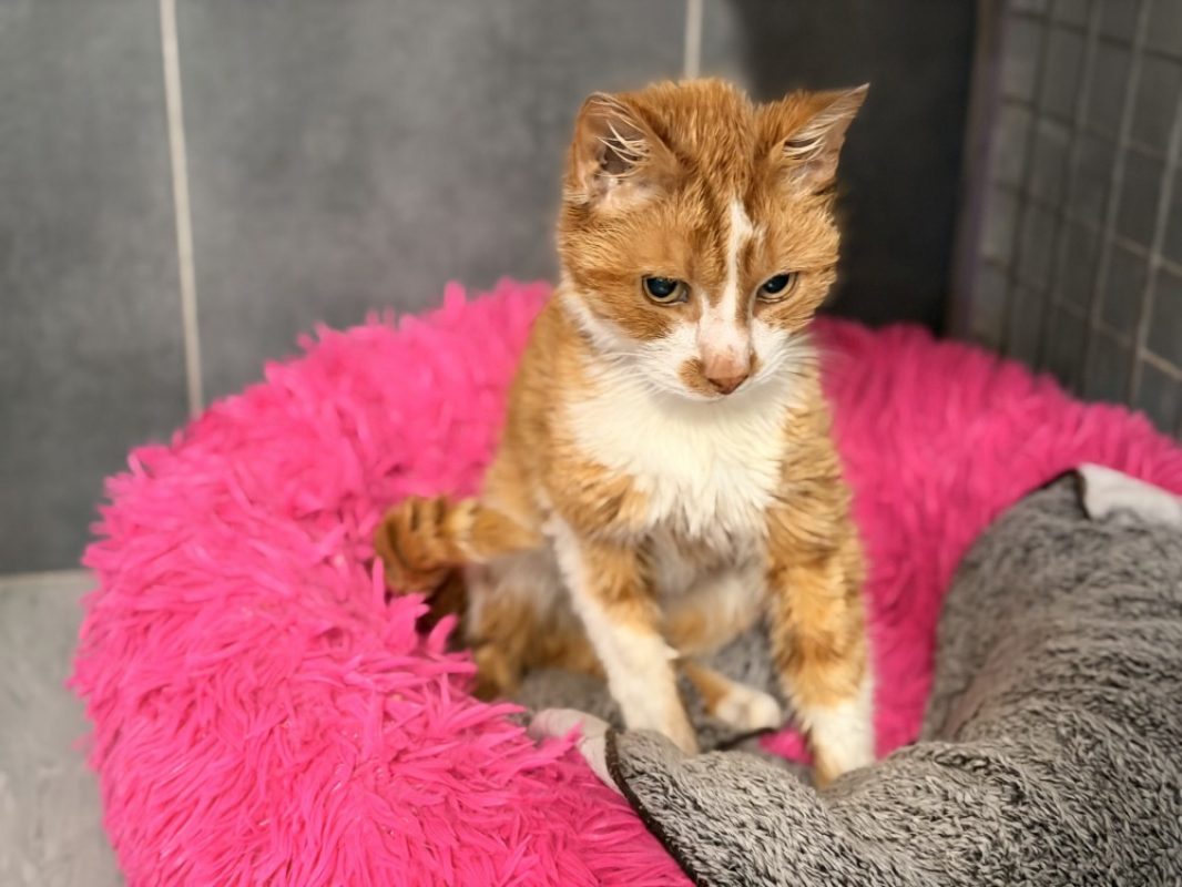 Vincennes - Chat Européen à adopter