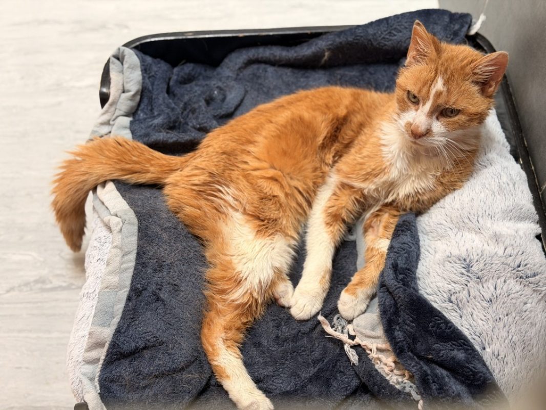 Vincennes - Chat Européen à adopter - photo 2