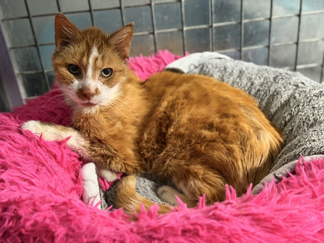 Vincennes - Chat Européen à adopter - photo 3