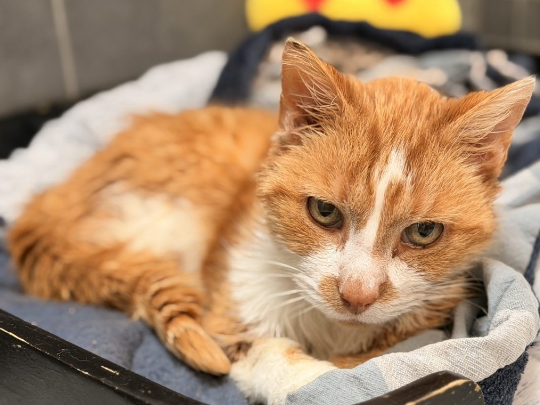 Vincennes - Chat Européen à adopter - photo 4