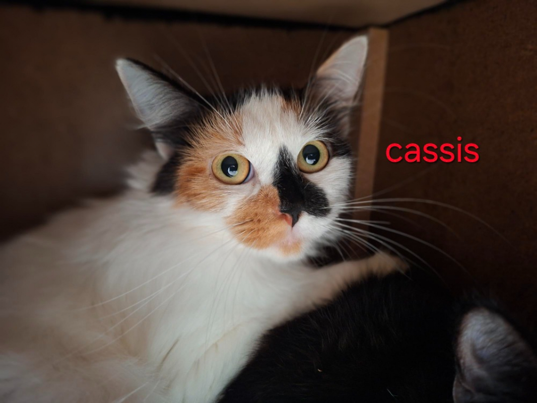 Photo de Cassis