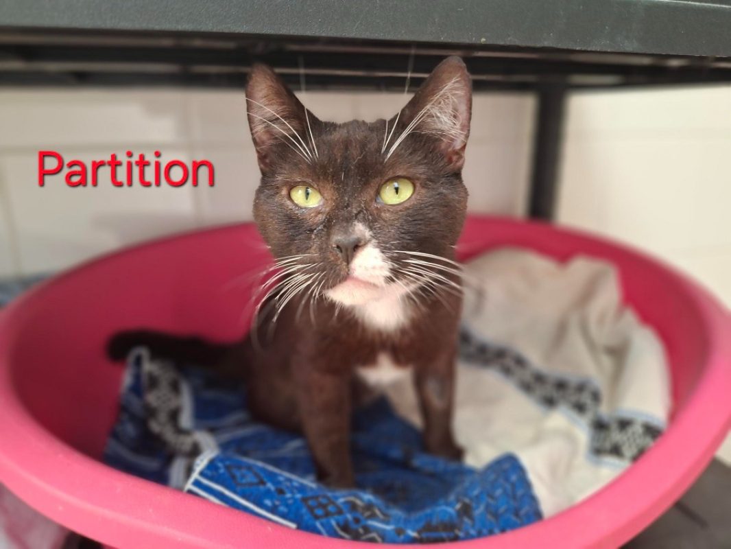 Partition - Chat Européen à adopter