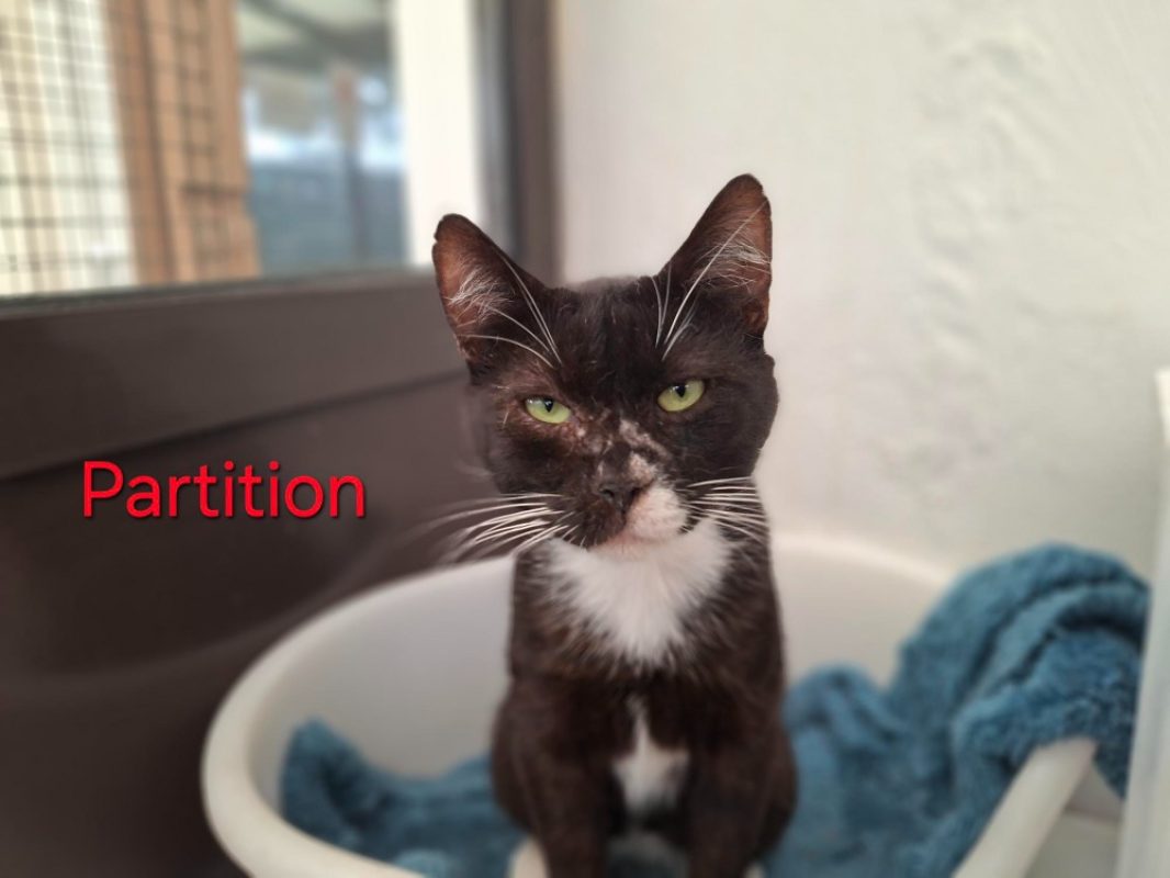 Partition - Chat Européen à adopter
