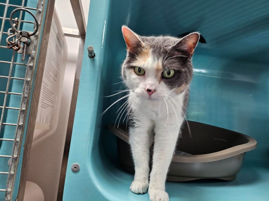 Louna - Chat Européen à adopter