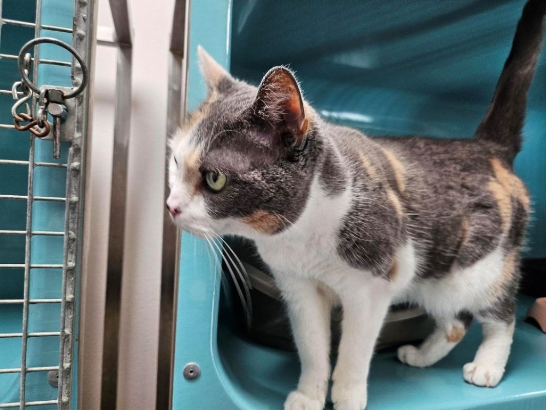 Louna - Chat Européen à adopter - photo 2