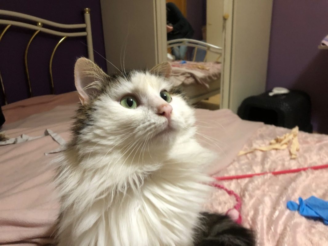 Maestro - Chat Européen à adopter