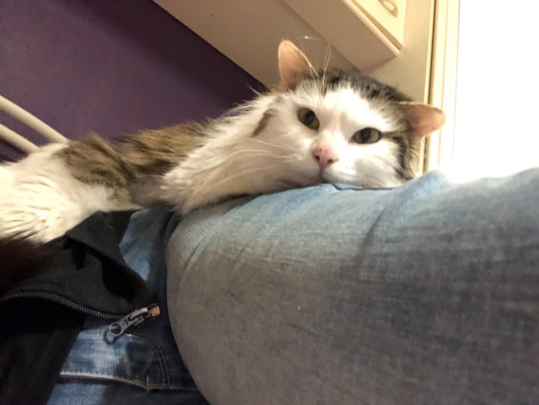 Maestro - Chat Européen à adopter - photo 2
