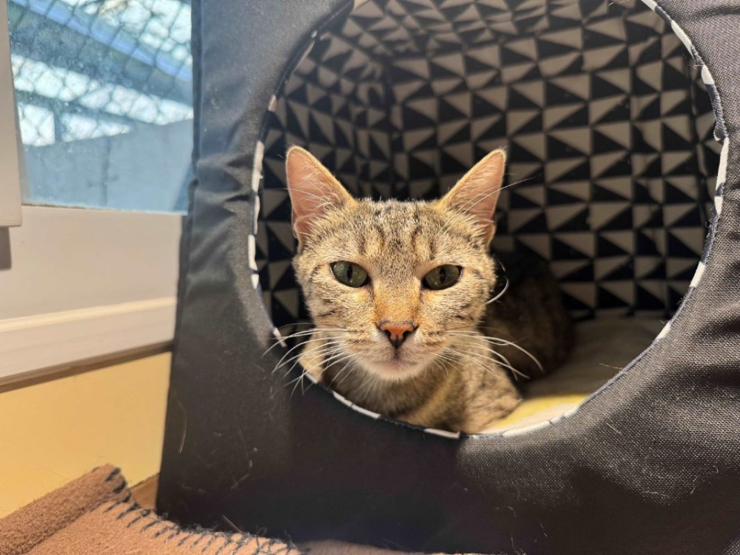 Prune - Chat Européen à adopter