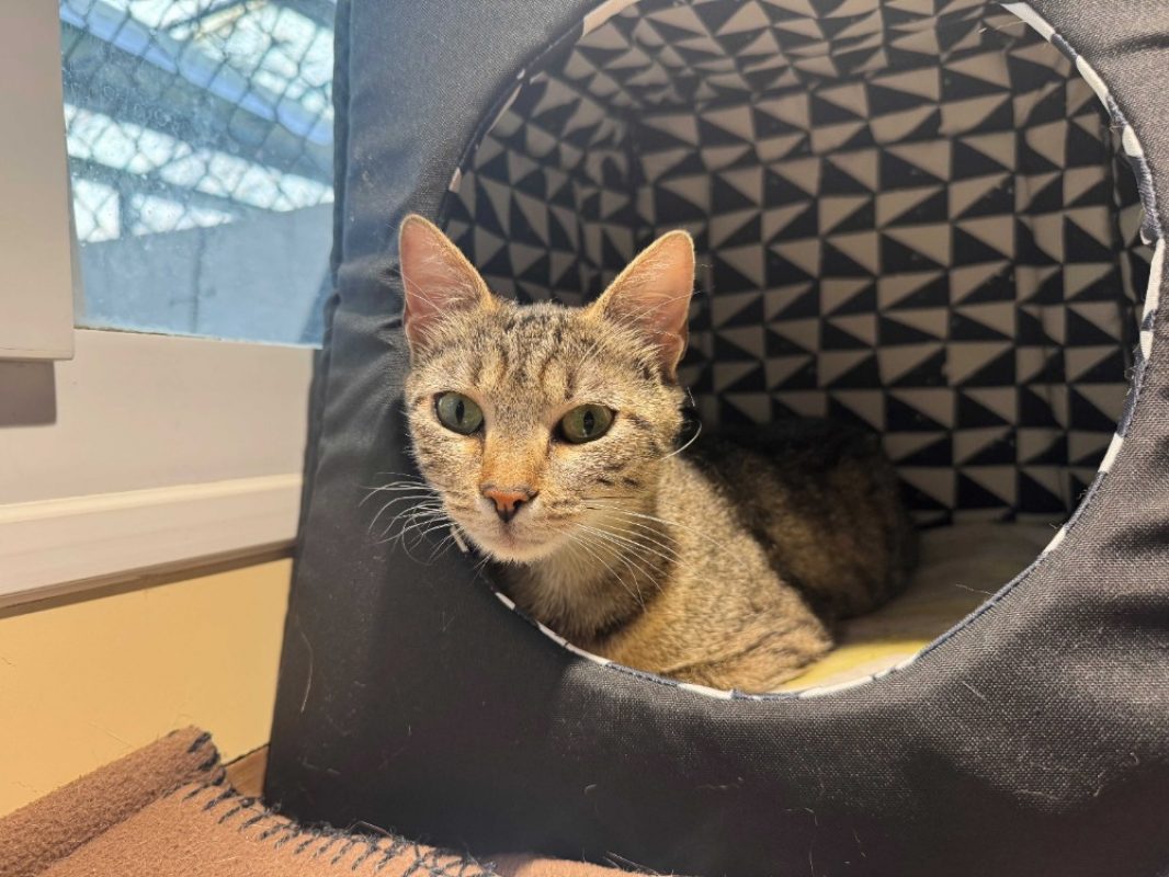 Prune - Chat Européen à adopter - photo 2
