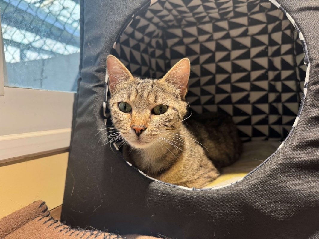 Prune - Chat Européen à adopter - photo 3