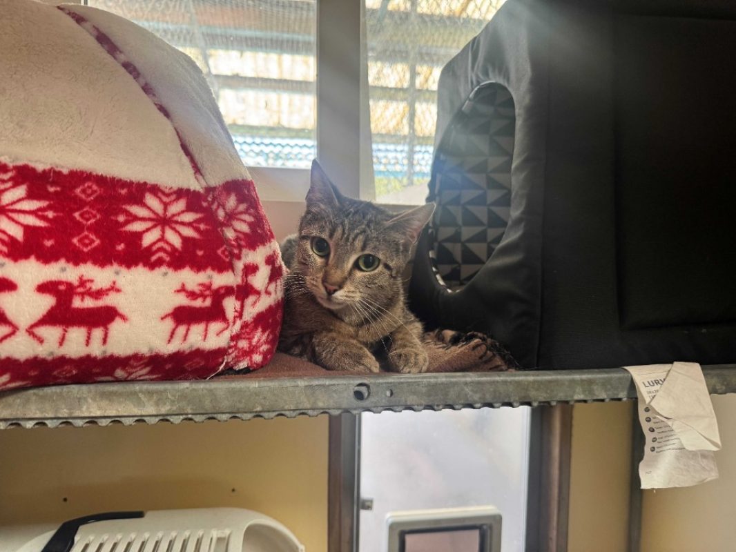Prune - Chat Européen à adopter - photo 5