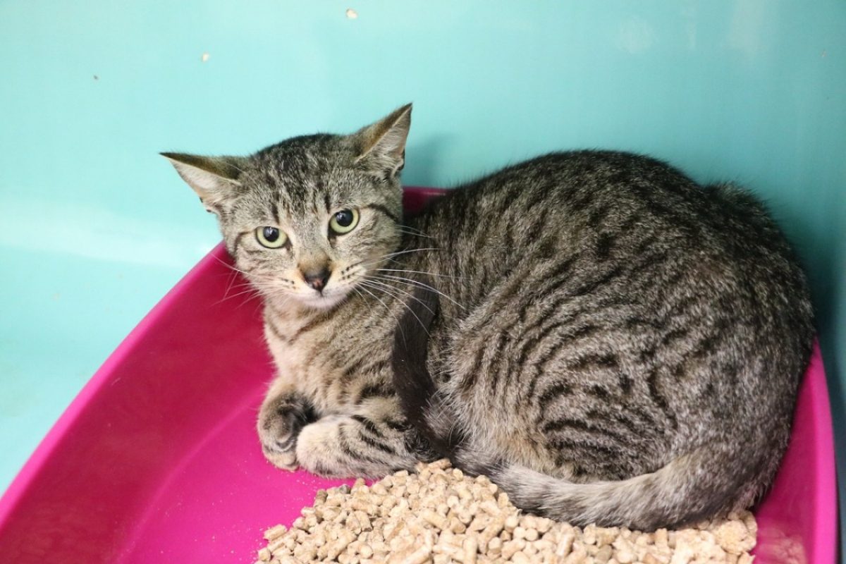 Noemie - Chat Européen à adopter