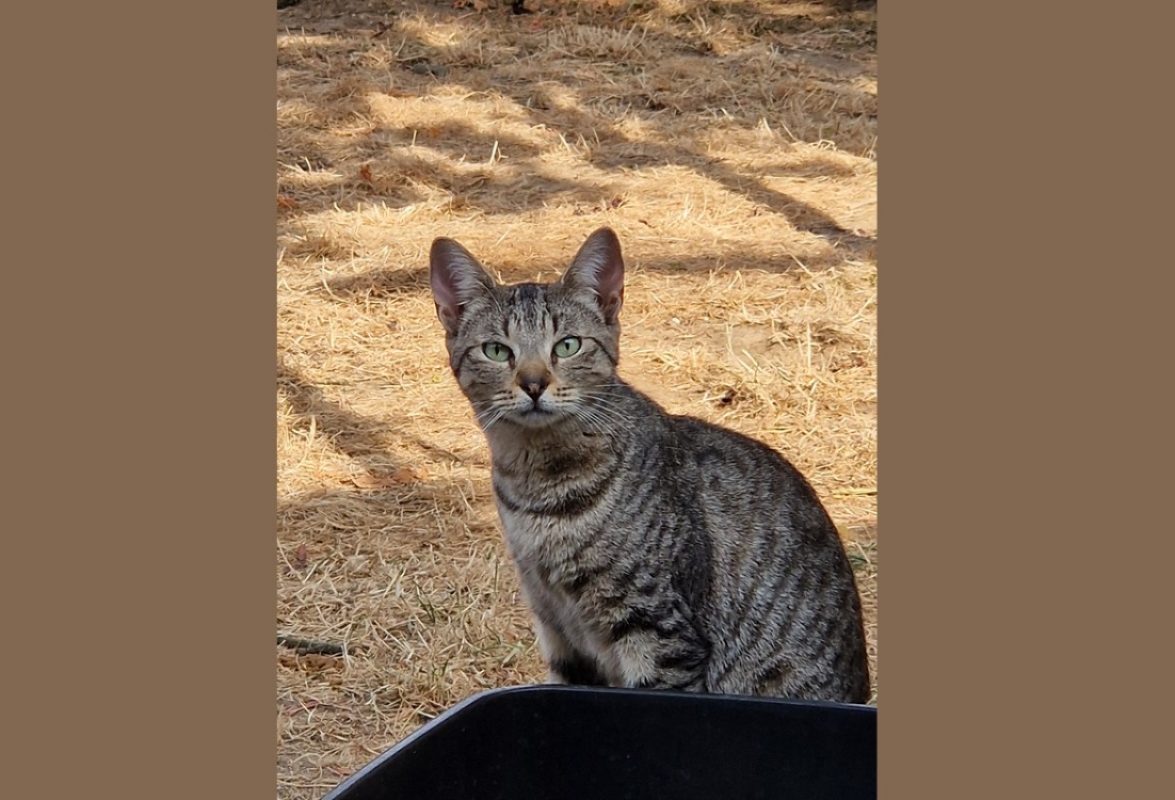 Noemie - Chat Européen à adopter