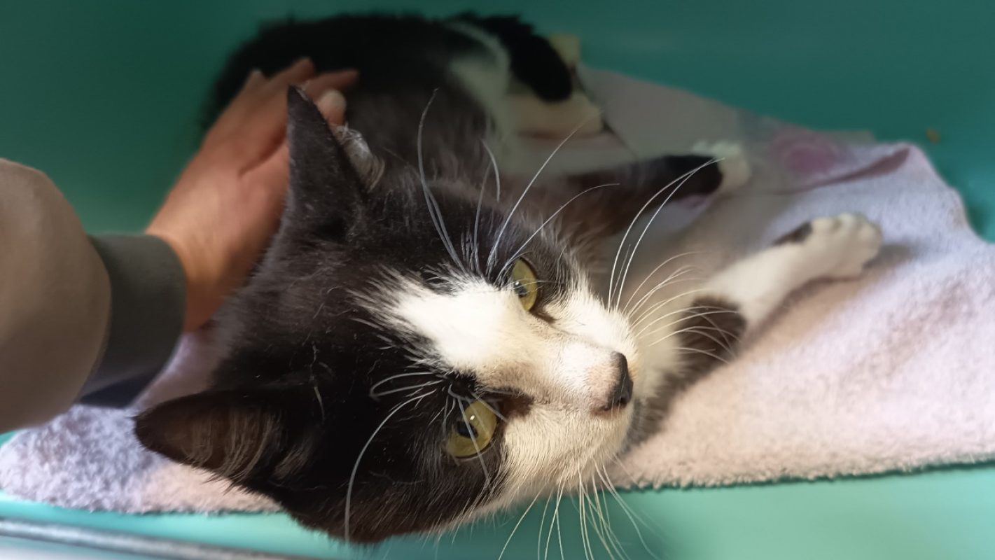Erwin - Chat Européen à adopter