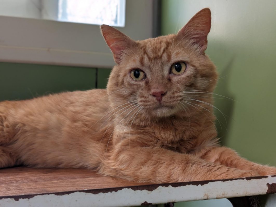 Captain croquettes - Chat Européen à adopter