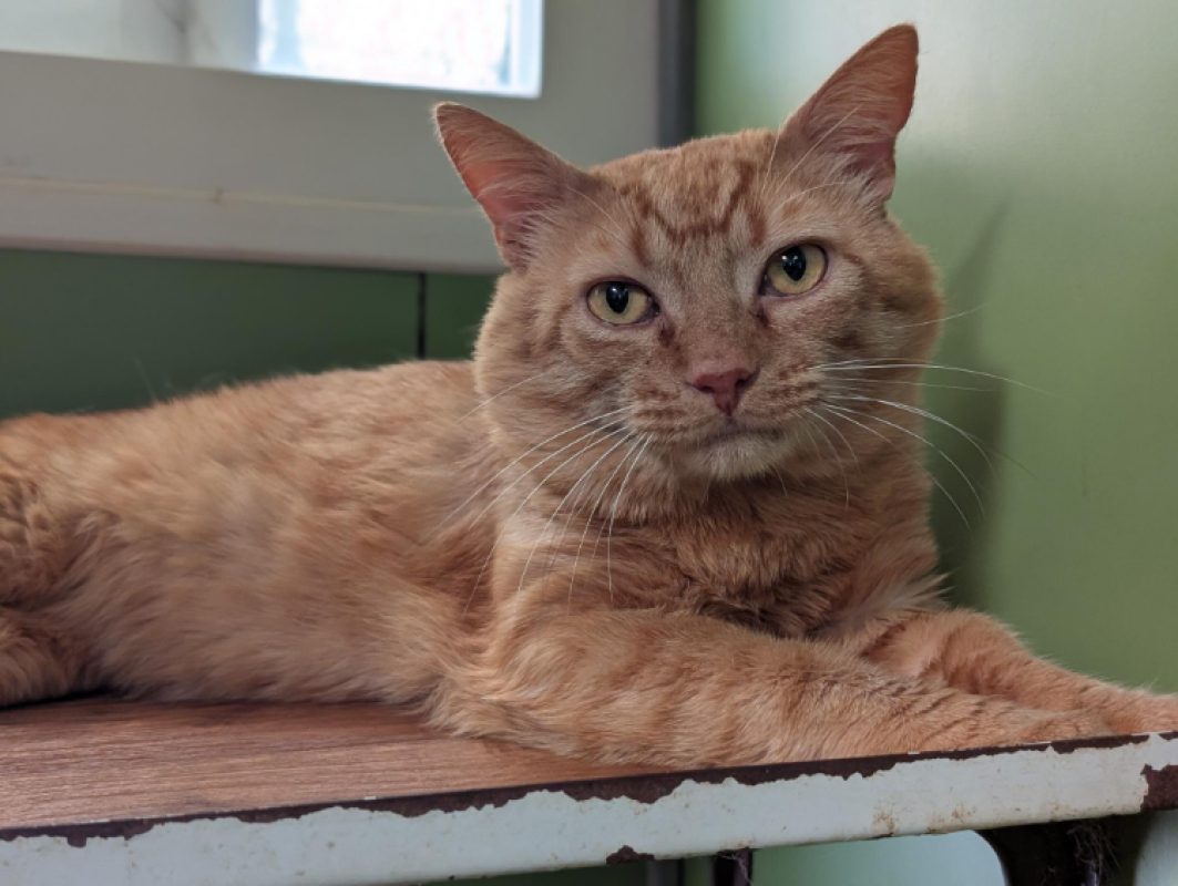 Captain croquettes - Chat Européen à adopter - photo 2