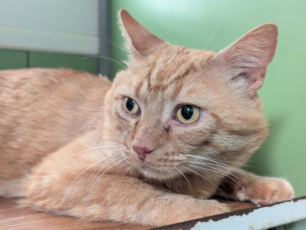 Captain croquettes - Chat Européen à adopter - photo 3