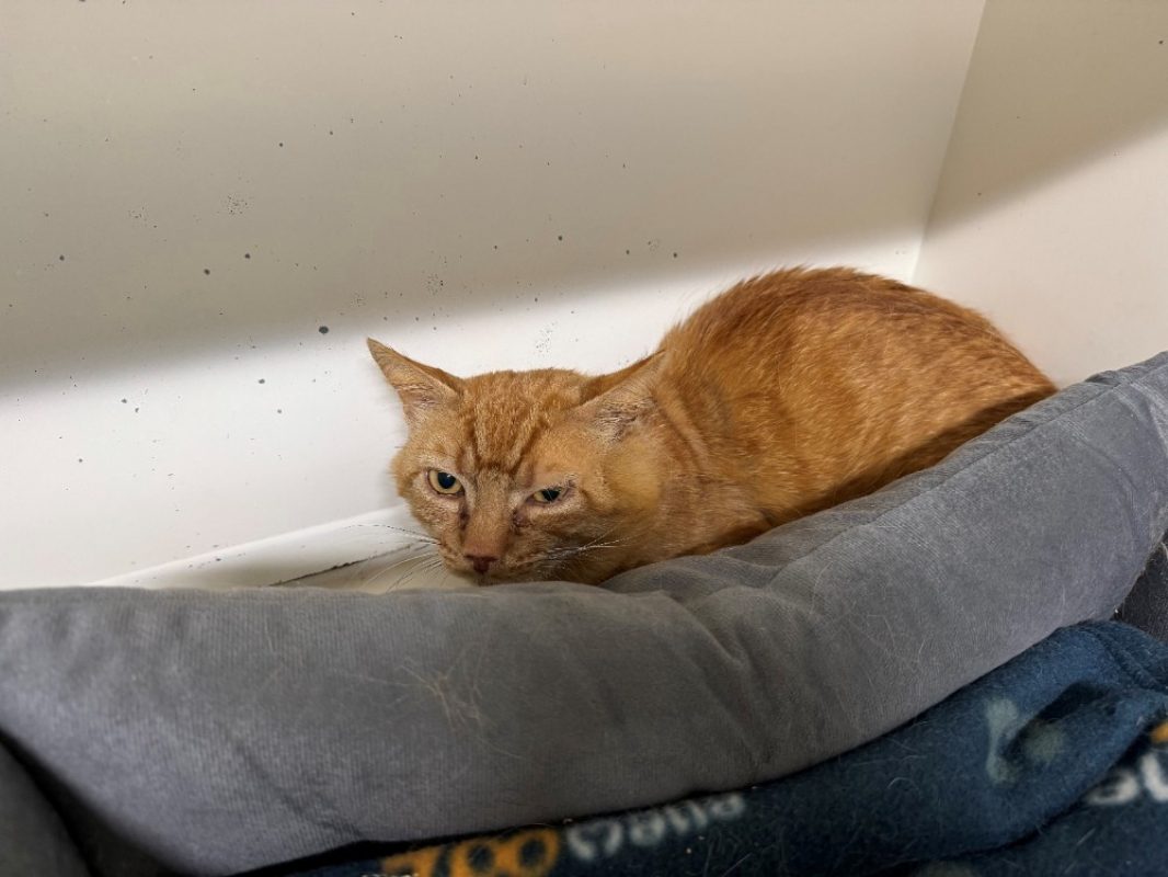 Captain croquettes - Chat Européen à adopter - photo 4