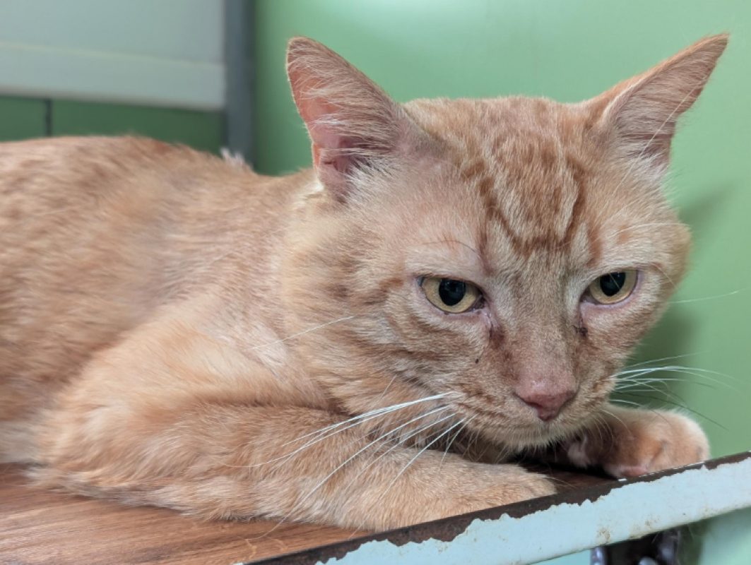 Captain croquettes - Chat Européen à adopter - photo 5