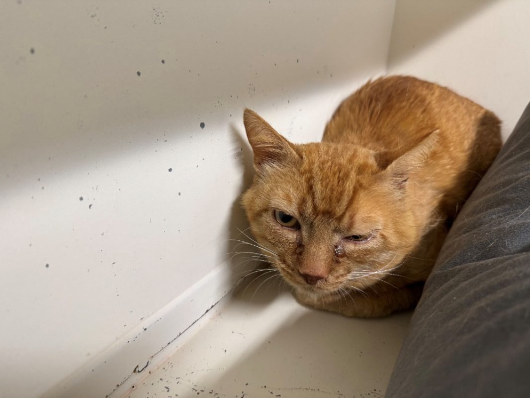 Captain croquettes - Chat Européen à adopter - photo 6
