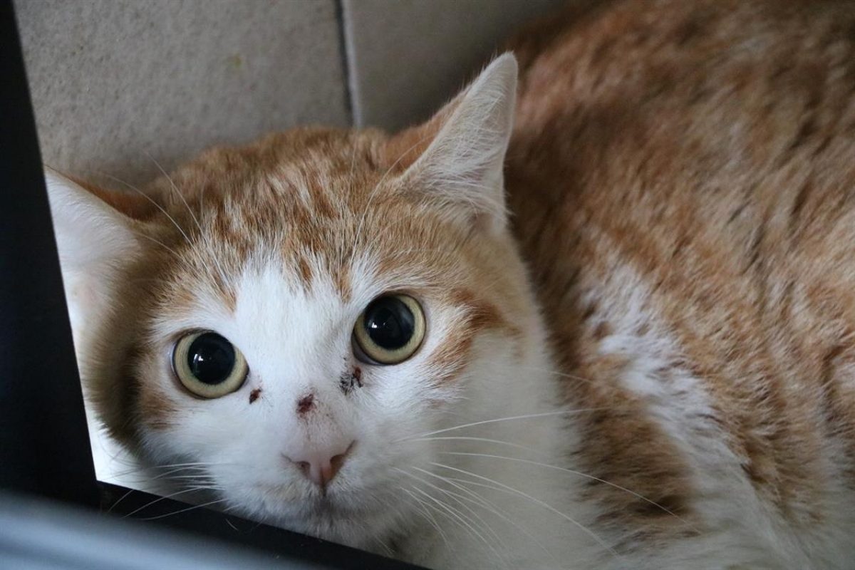Beckie - Chat Européen à adopter