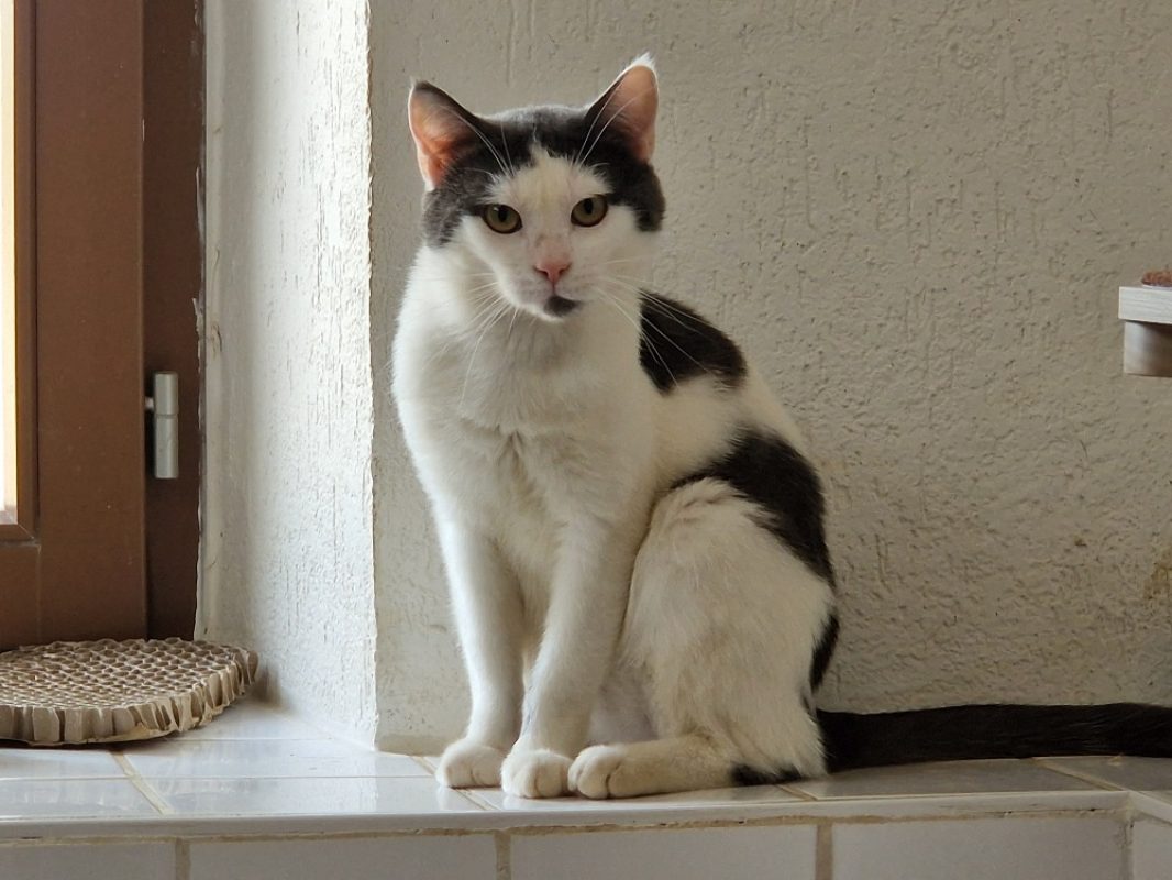 Sid - Chat Européen à adopter