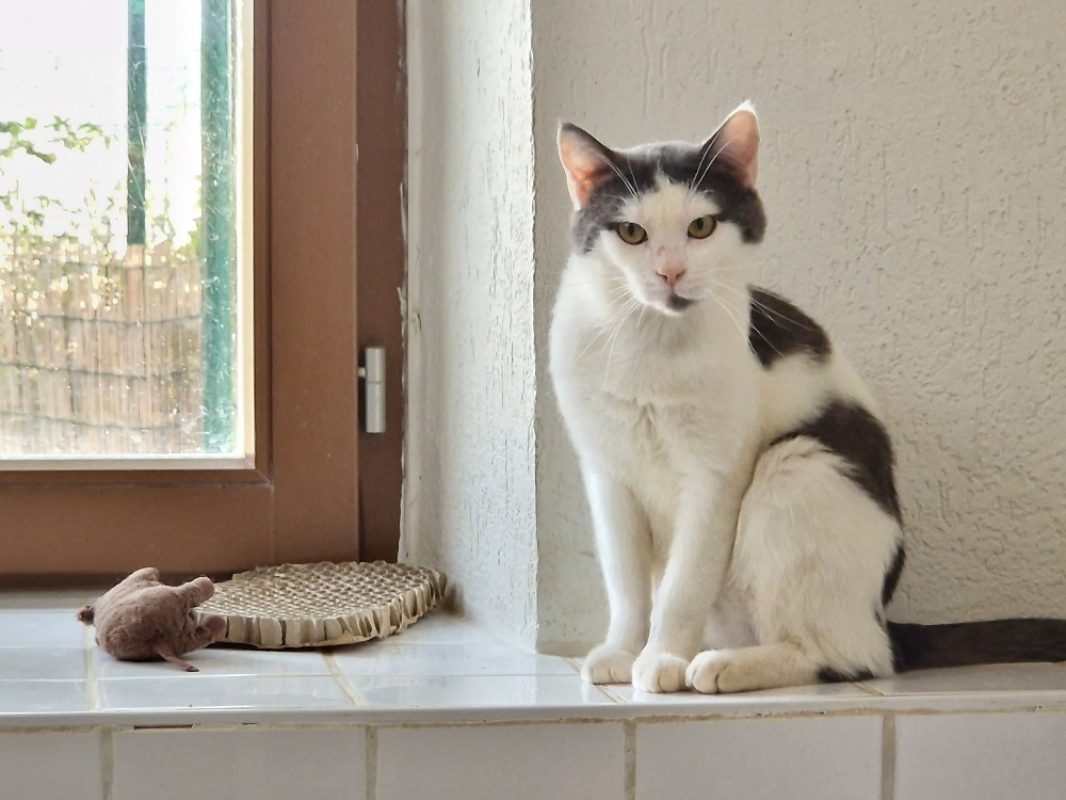Sid - Chat Européen à adopter - photo 2