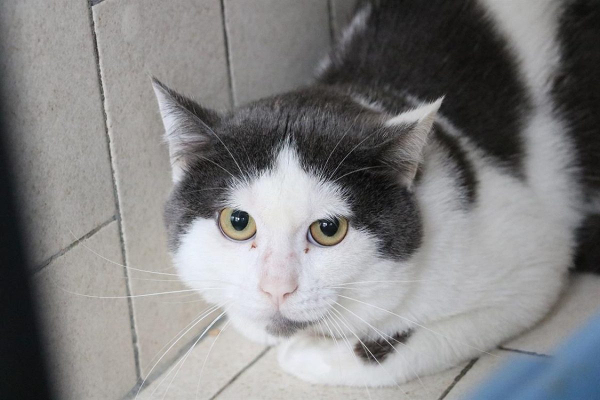 Sid - Chat Européen à adopter - photo 3