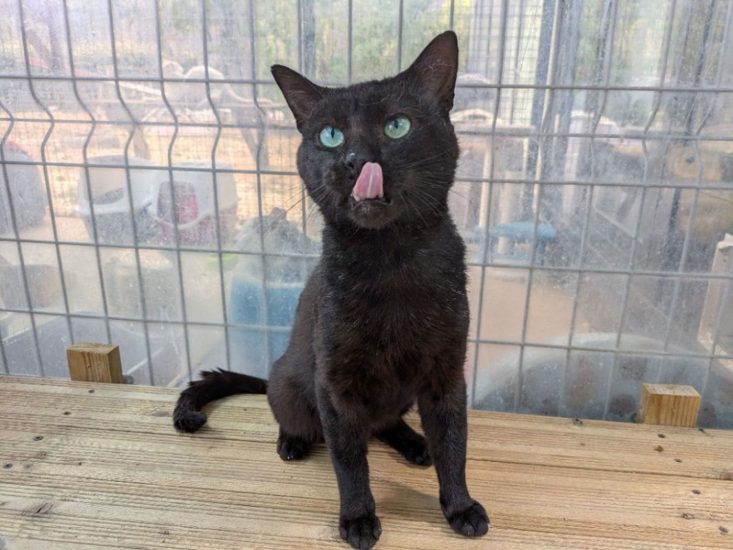 Mudson - Chat Européen à adopter