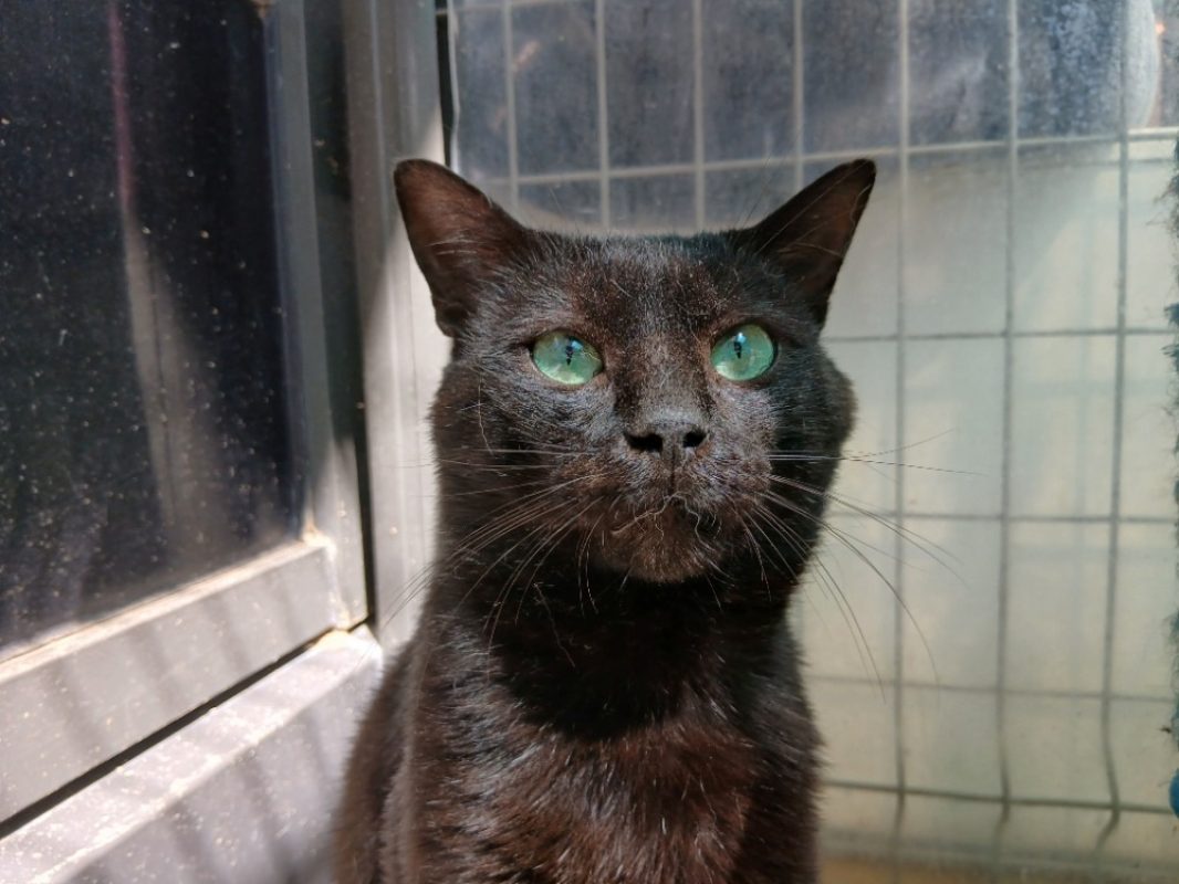 Mudson - Chat Européen à adopter - photo 2
