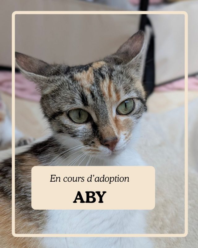 ABY - Chat à adopter