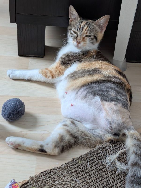 ABY - Chat à adopter - photo 2