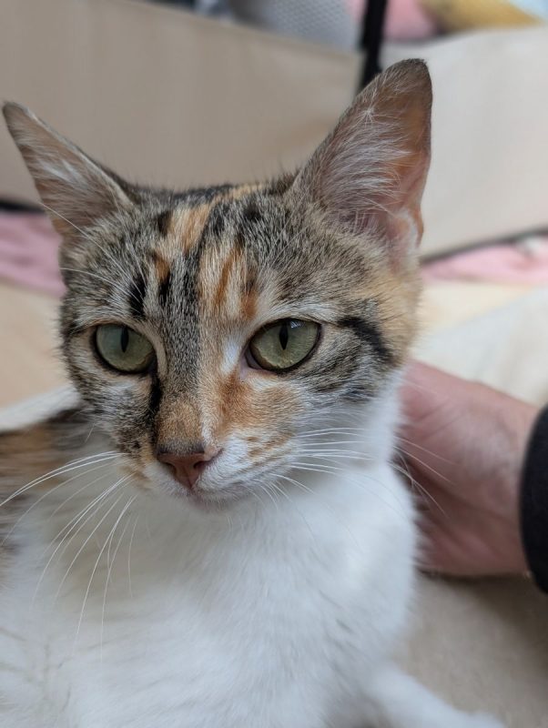 ABY - Chat à adopter - photo 3
