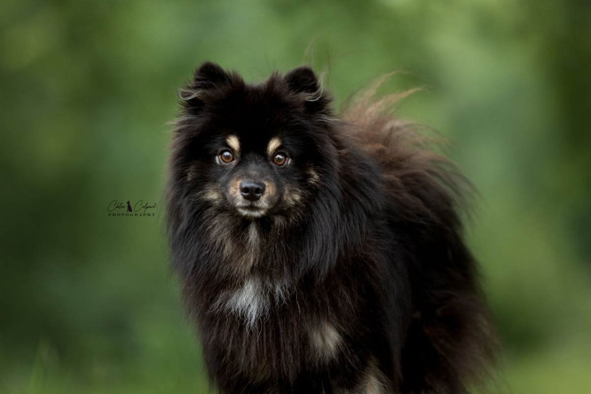 Photo #1 de Ares