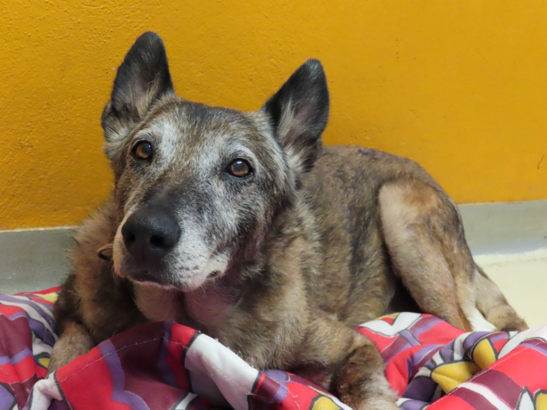 Chopper - Chien Berger Belge Malinois à adopter