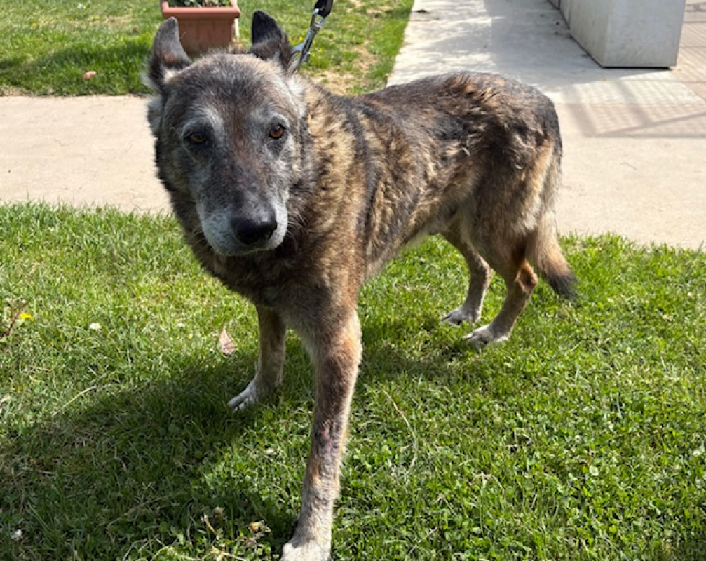 Chopper - Chien Berger Belge Malinois à adopter - photo 2