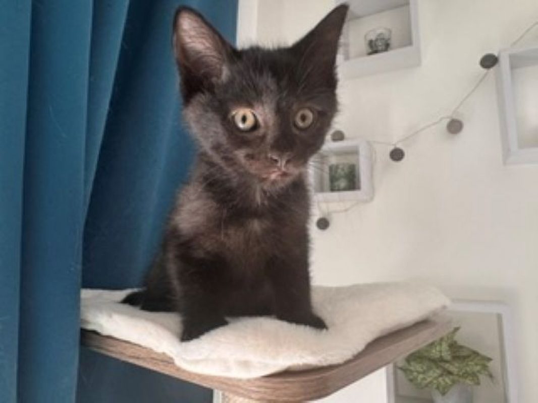 Owen - Chat Européen à adopter
