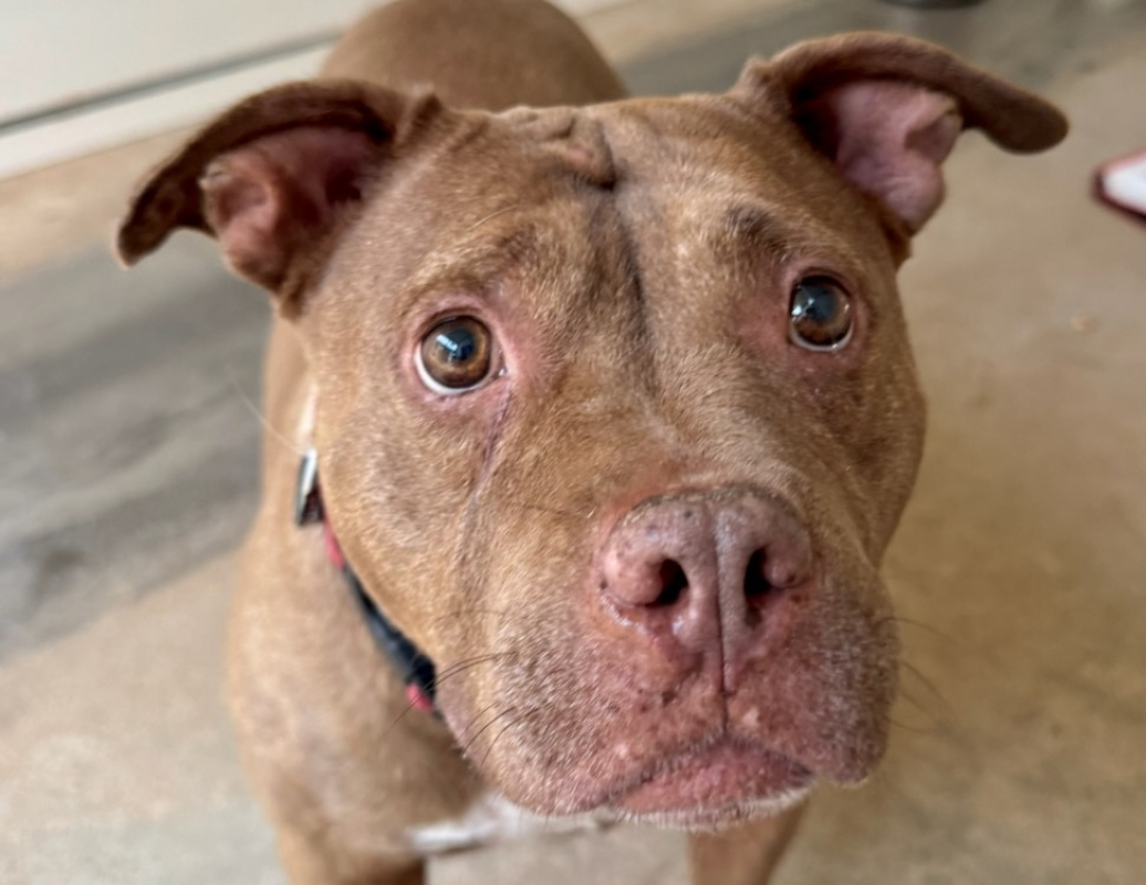 Jina - Chien American Bully à adopter