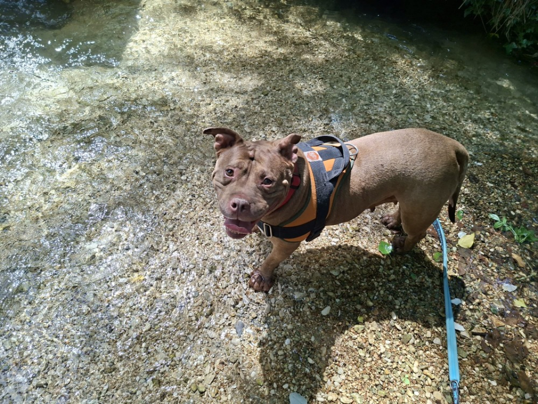 Jina - Chien American Bully à adopter - photo 2